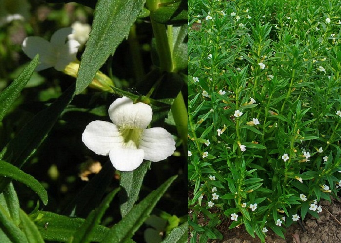 Gratiola officinalis / Csikorgófű